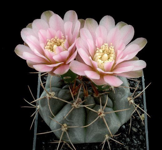 Gymnocalycium_heidiae_1